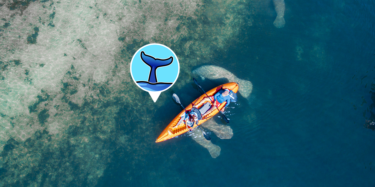 best-places-to-see-manatees-near-tampa - KnowWake